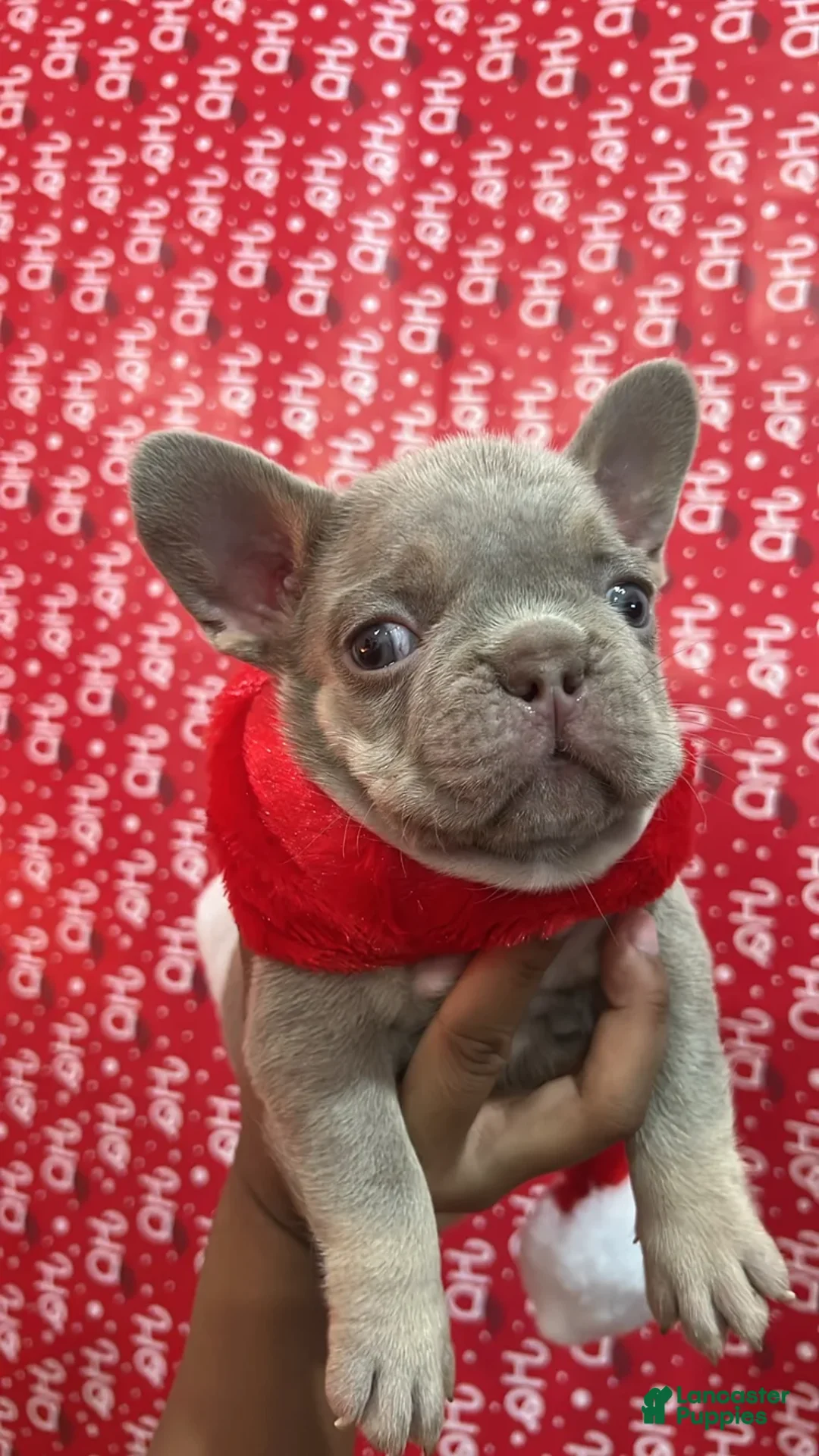 French Bulldog dogs for sale: French Bulldog Puppy 1 - Ad 5