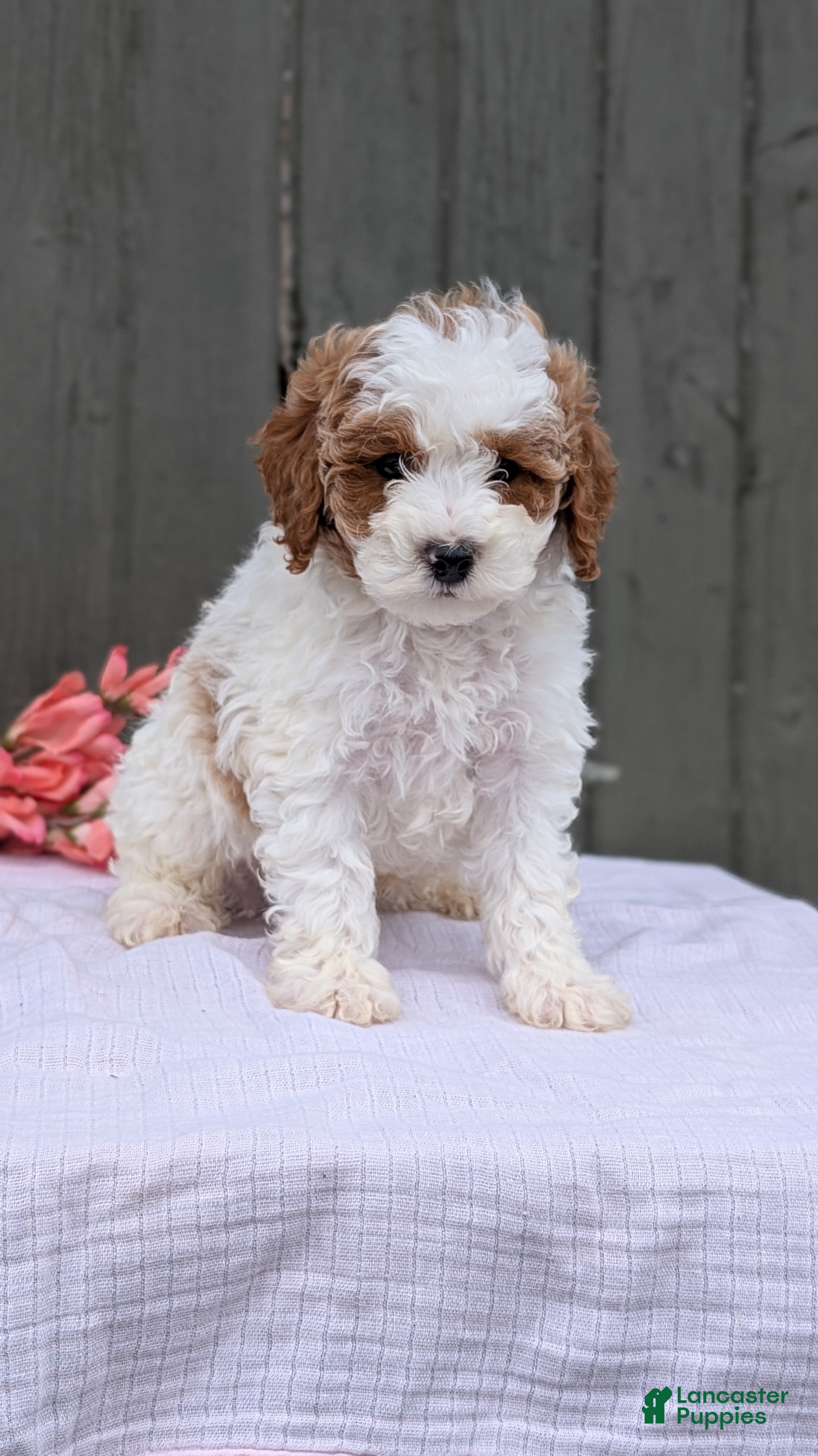 Miniature Poodle dogs Axel - Ad 2
