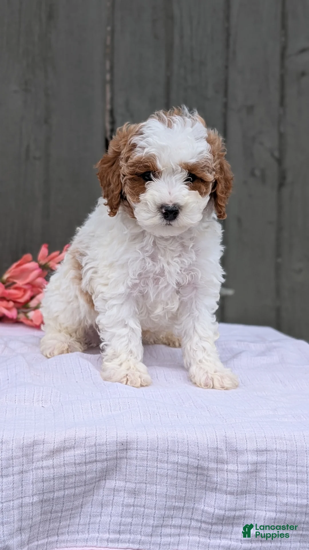 Miniature Poodle dogs for sale: Axel - Ad 2