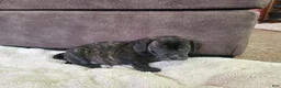 Puggle dogs for sale: Lola - Ad 3
