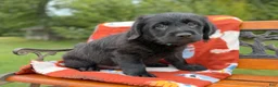 Labradoodle dogs for sale: Clint (Boy) - Ad 5