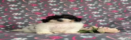 Bichpoo dogs for sale: Annabelle - Ad 3