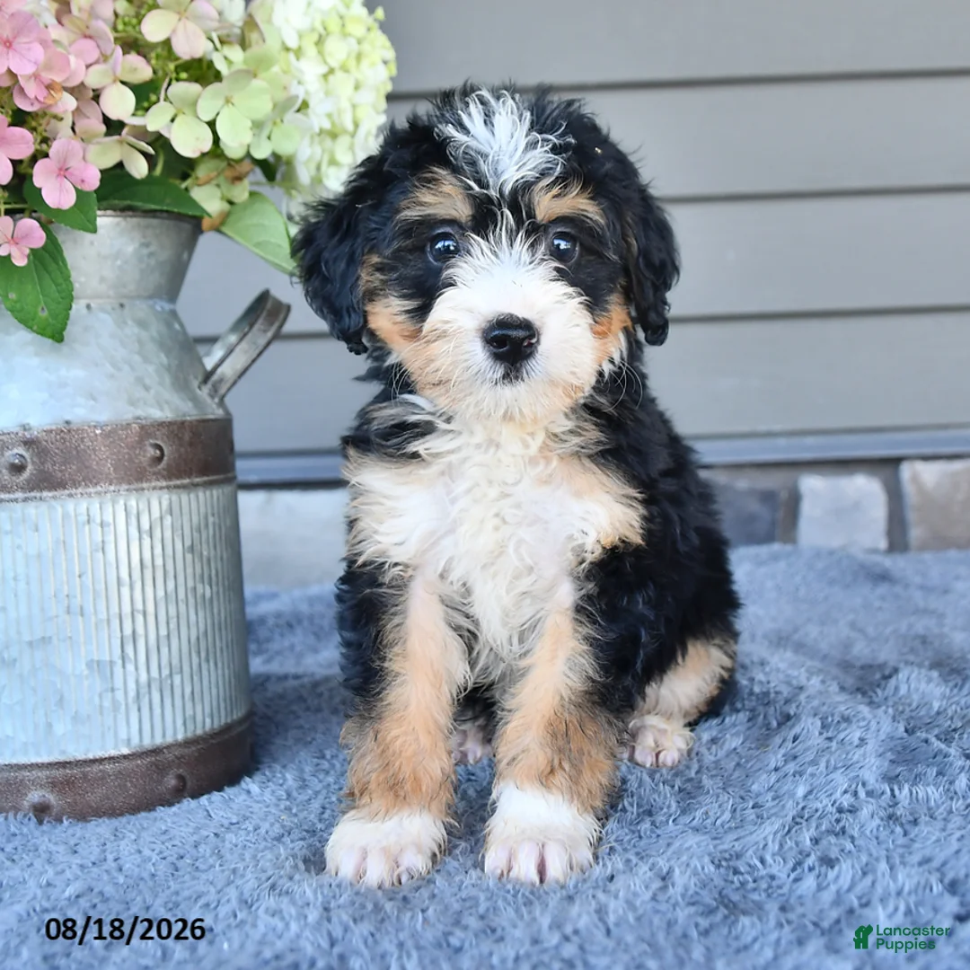 Trixie Mini Bernedoodle for sale in Millersburg | Lancaster Puppies