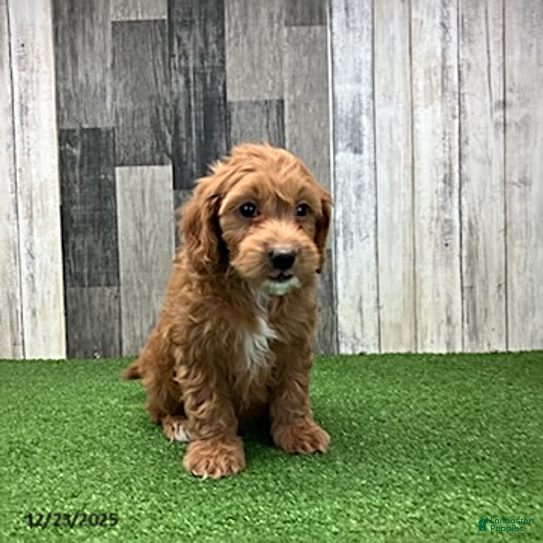 Mini Goldendoodle dogs for sale: Kenny - Ad 4