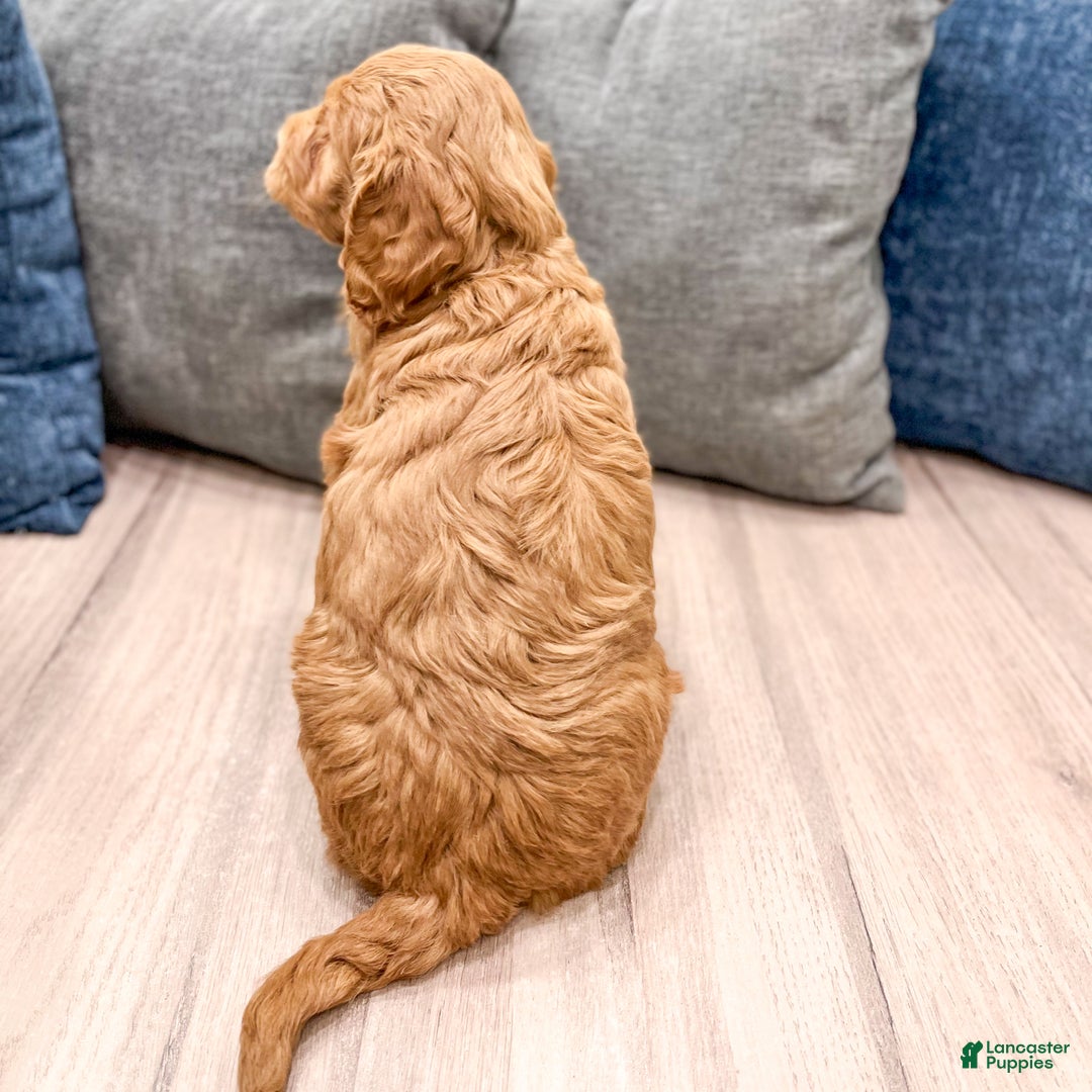 Goldendoodle dogs for sale: Benson - Ad 5