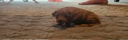 Mini Goldendoodle dogs for sale: ivy - Ad 7