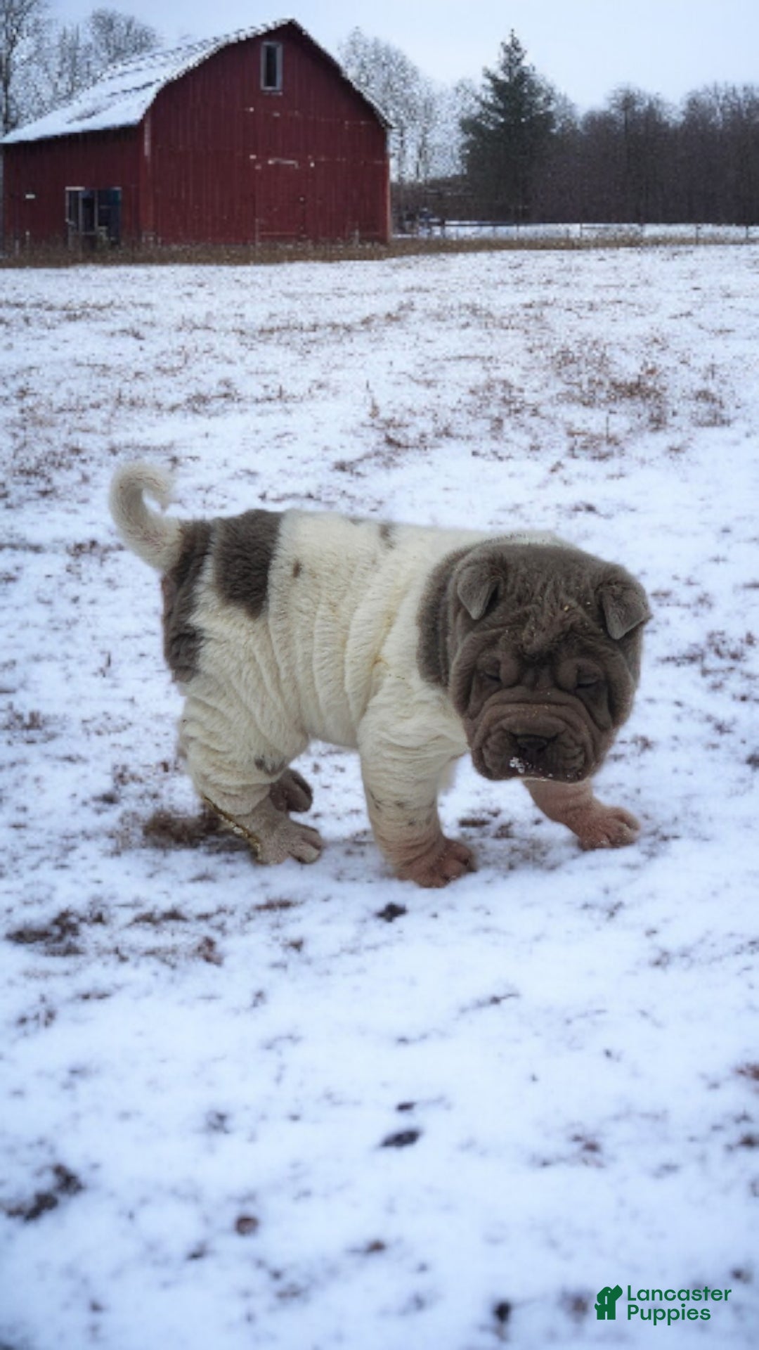 Shar Pei dogs for sale: Lilly lilac flower mini  - Ad 8