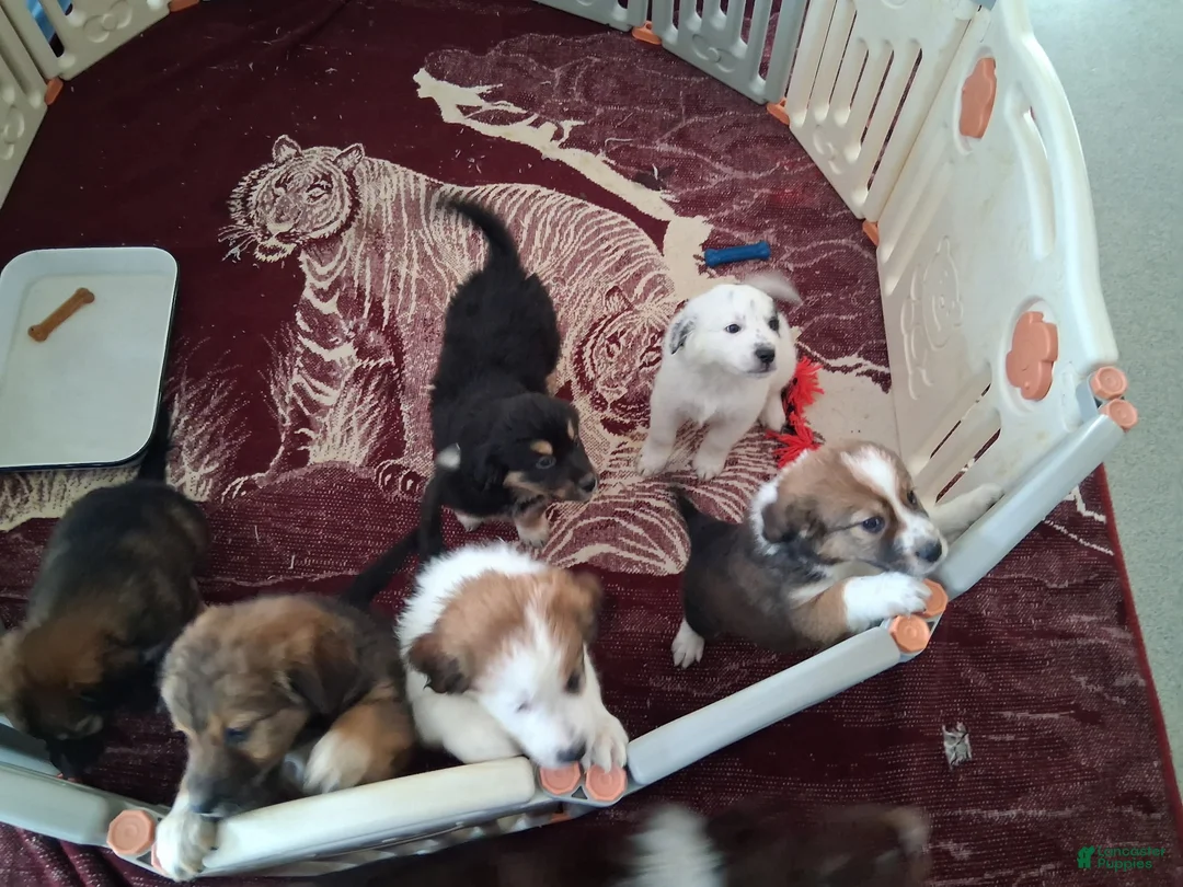 Mixed Breed dogs for sale: Stone - Ad 2