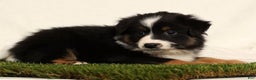 Miniature Australian Shepherd dogs for sale: Dixie - Ad 7