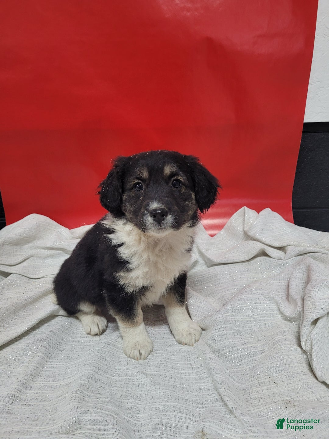 Mixed Breed dogs for sale: Mixed Breed Puppy 2amy - Ad 3