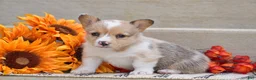 Welsh Corgi Pembroke dogs for sale: Tabitha - Ad 5