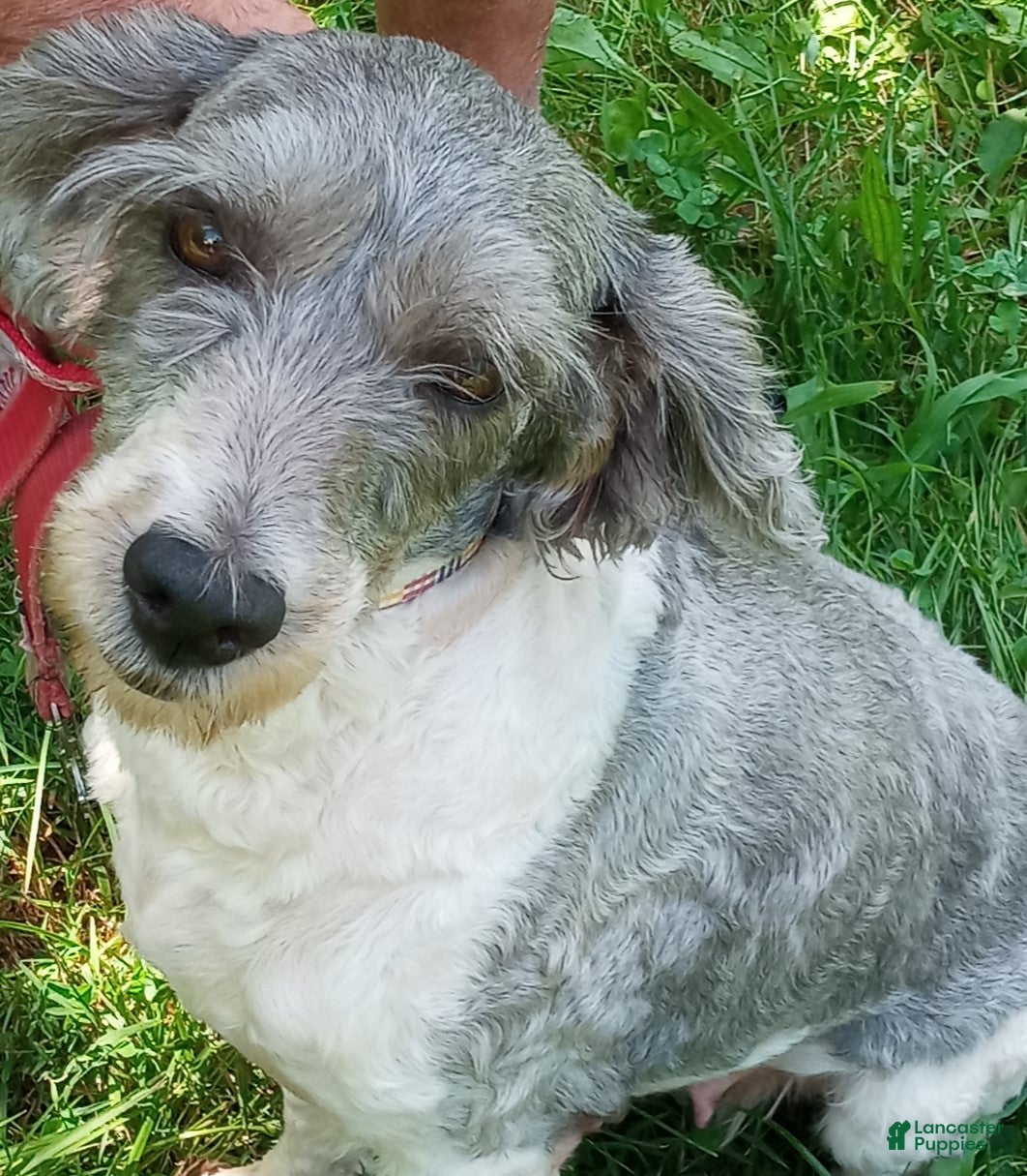 Cockapoo dogs Feather - Ad 28