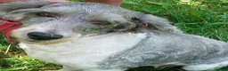 Cockapoo dogs for sale: Feather - Ad 1