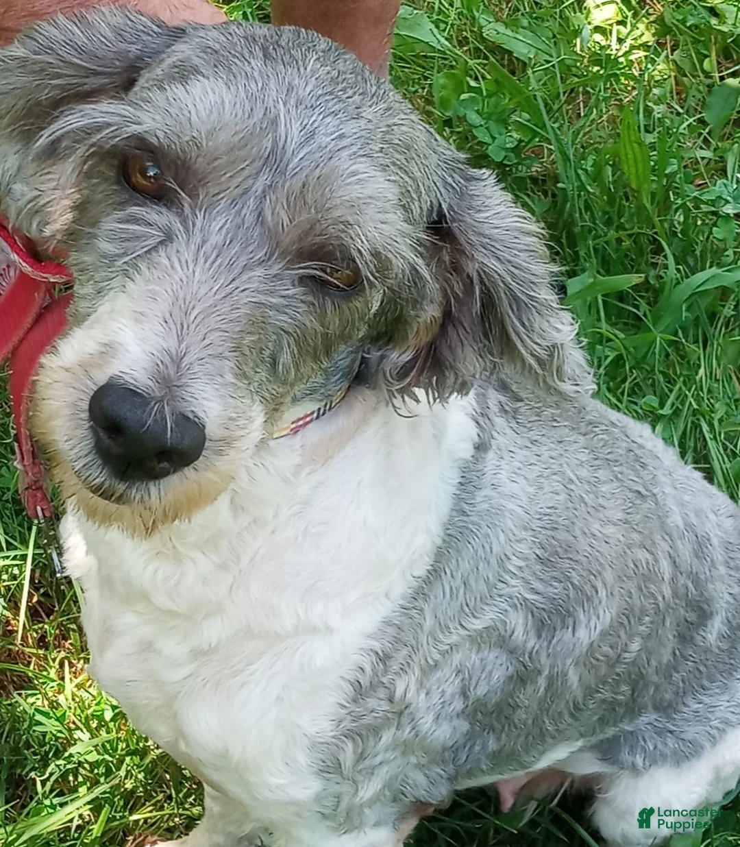 Cockapoo dogs for sale: Feather - Ad 1