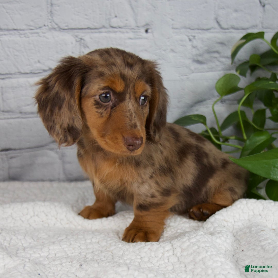 Miniature Dachshund dogs for sale: Mia - Ad 4