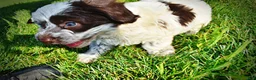 Havapoo dogs for sale: Chippy - Ad 11