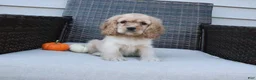 Cocker Spaniel dogs for sale: Autumn - Ad 9
