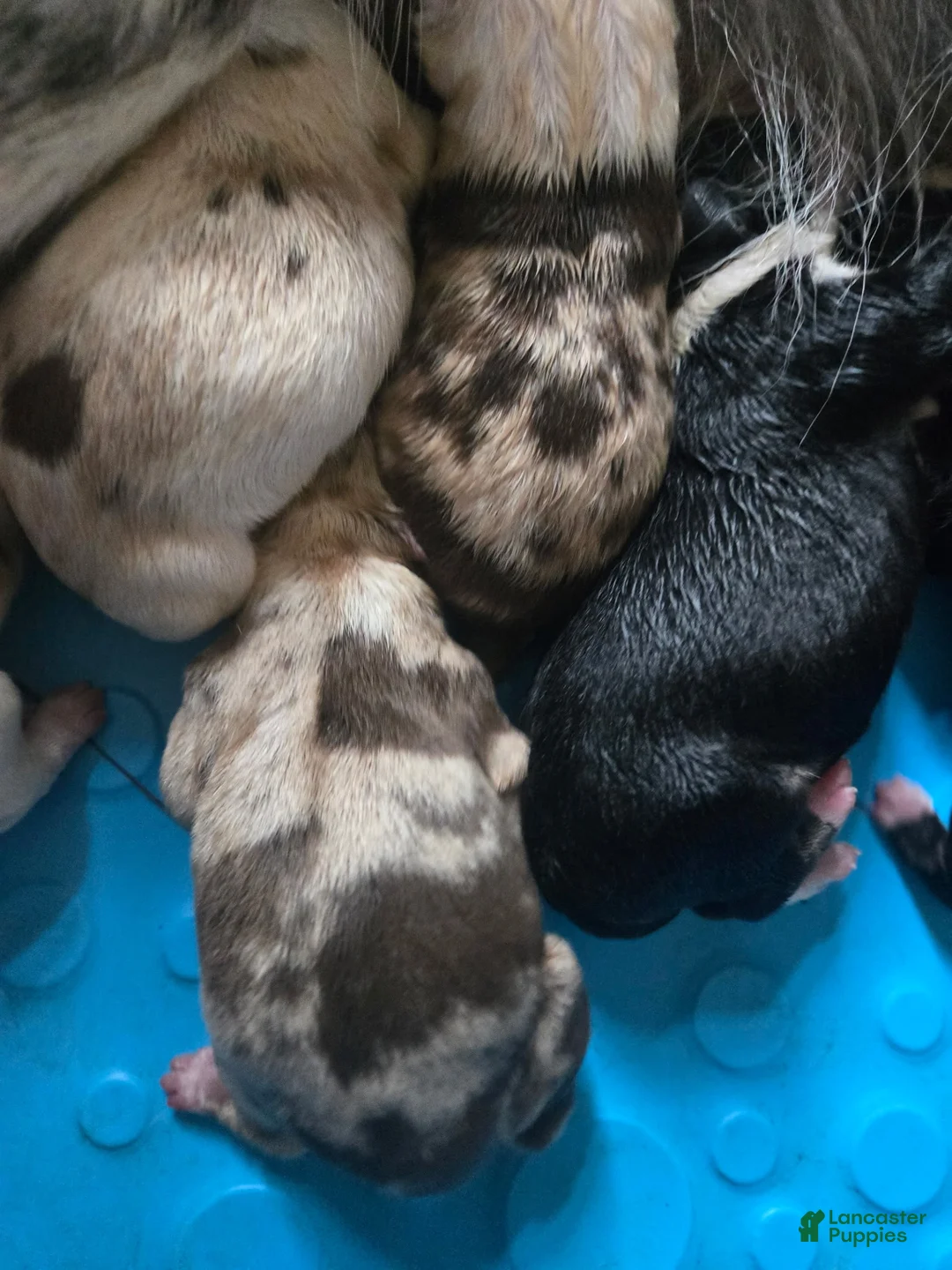 Australian Shepherd dogs for sale: Clifford - Australian Shepherd Puppy 1 - Ad 13