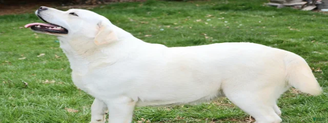 Gracie