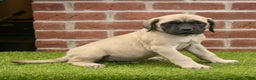 English Mastiff dogs for sale: Alex - Ad 4