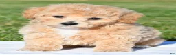 Bichpoo dogs for sale: tanner - Ad 3