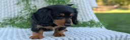 Miniature Dachshund dogs for sale: Riley - Ad 69