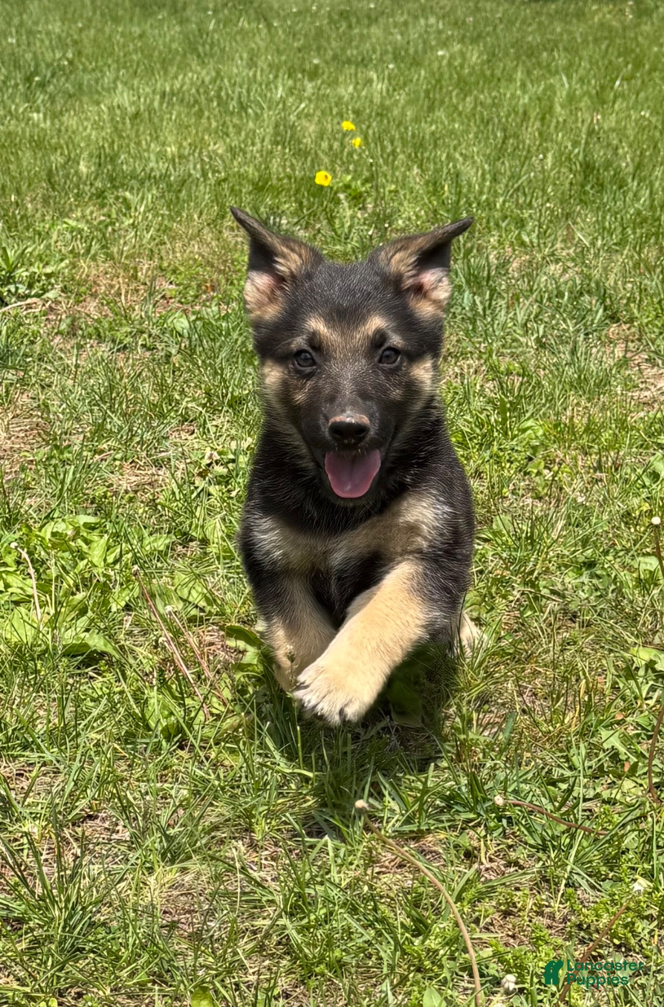 German Shepherd dogs for sale: German Shepherd Puppy 3 - Ad 1