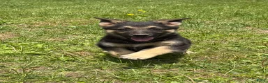 German Shepherd Puppy 3