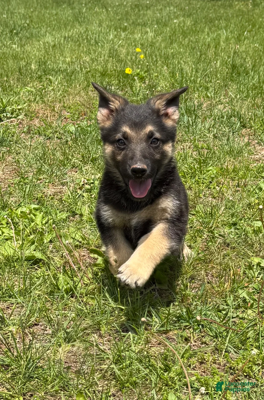 German Shepherd dogs for sale: German Shepherd Puppy 3 - Ad 1