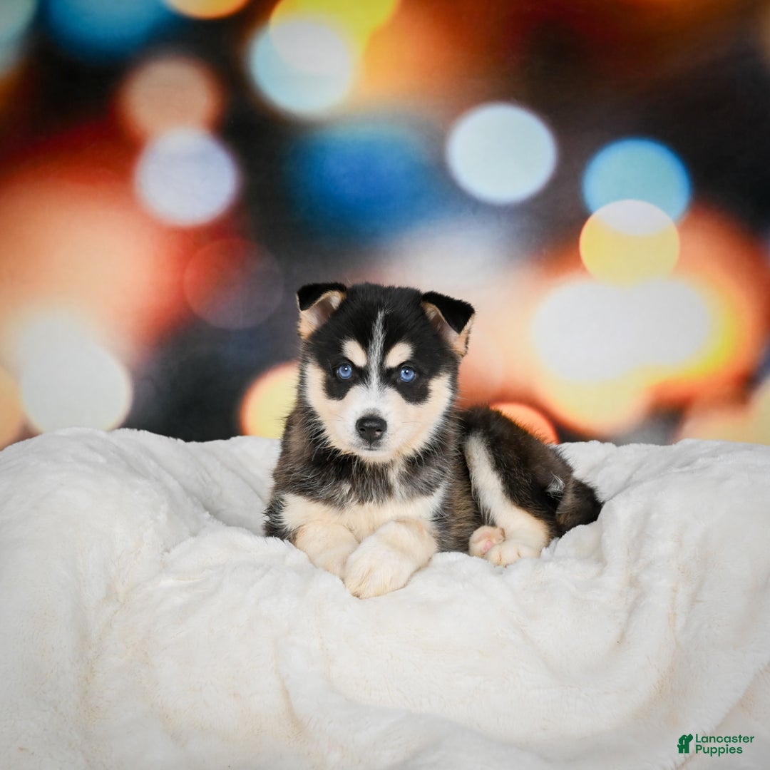 Pomsky dogs for sale: Pablo - Ad 4