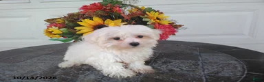 Harvey