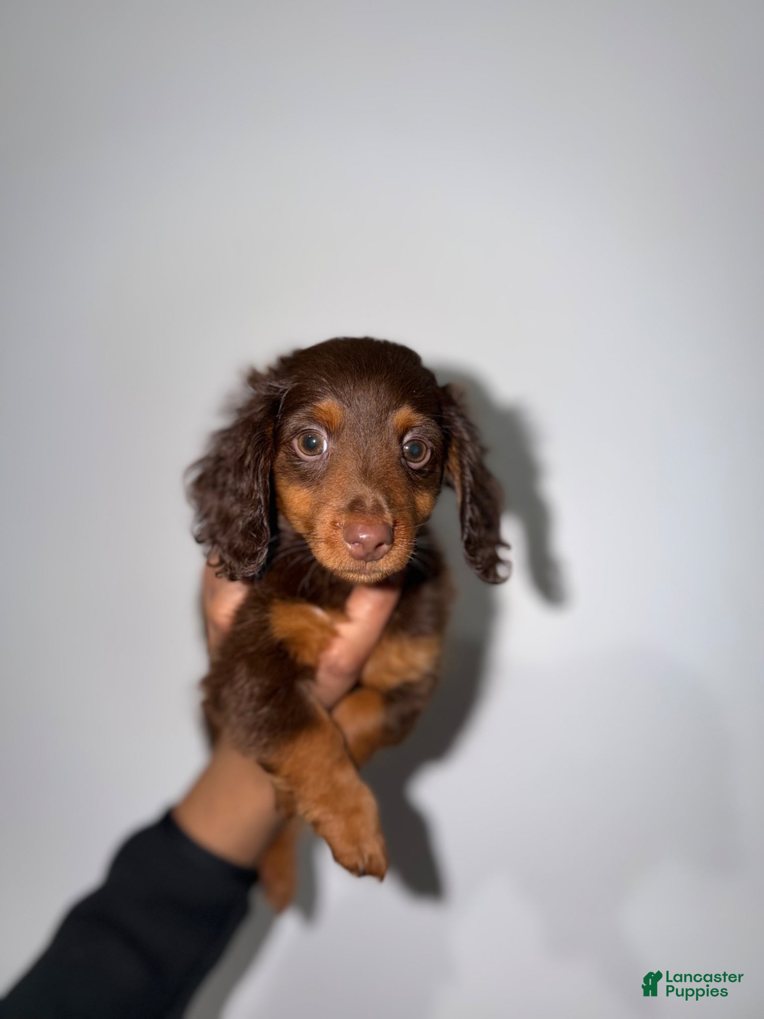 Miniature Dachshund dogs Scotty  - Ad 2