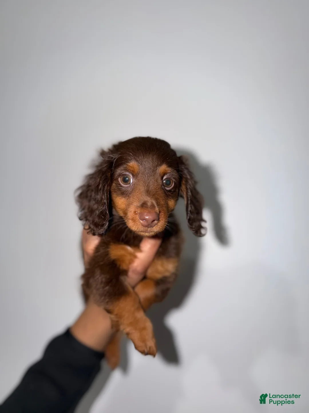 Miniature Dachshund dogs for sale: Scotty  - Ad 2