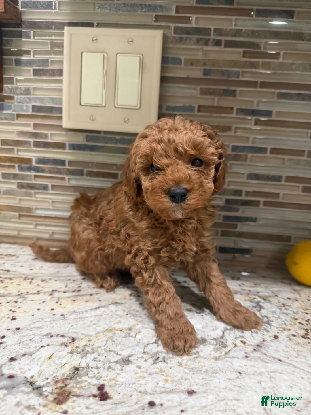 Toy Poodle dogs for sale: Parker - Ad 1