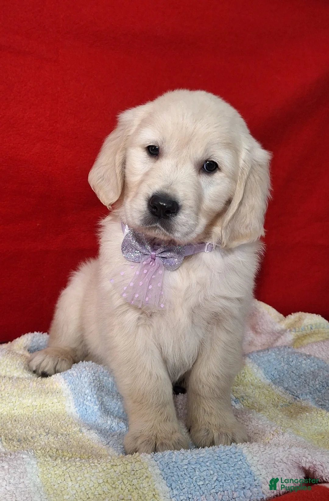 Golden Retriever dogs for sale: Bryna - Ad 2