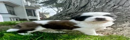 Saint Bernard dogs for sale: Java - Ad 2