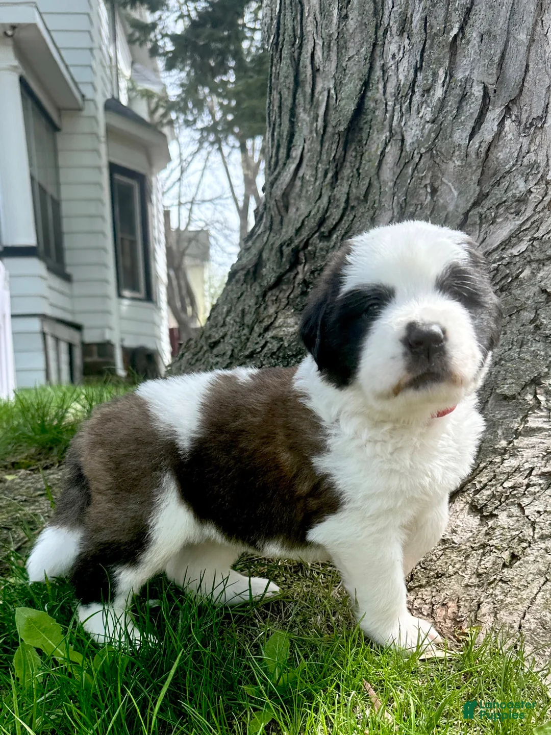Saint Bernard dogs for sale: Java - Ad 2
