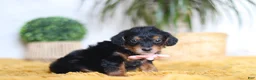 Yorkiepoo dogs for sale: Scarlett - Ad 2
