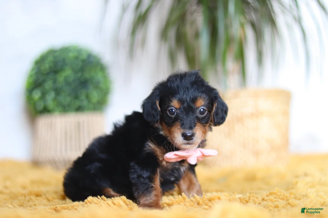 Yorkiepoo dogs for sale: Scarlett - Ad 2