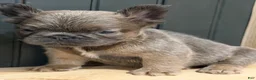French Bulldog dogs for sale: Blueberry - Ad 10
