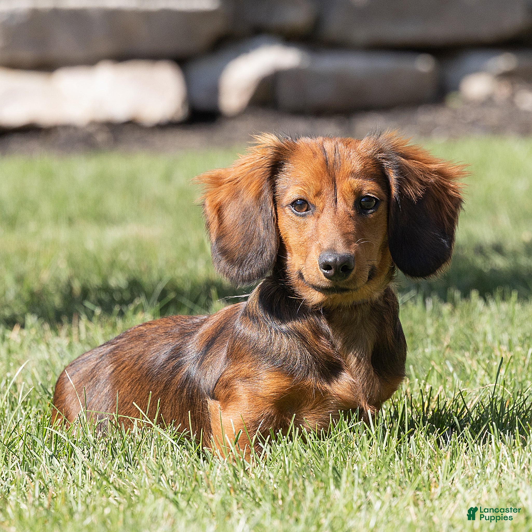 Miniature Dachshund dogs for sale: Marie Miniature Dachshund  - Ad 2