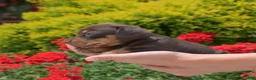 Miniature Dachshund dogs for sale: Banjo - Ad 3