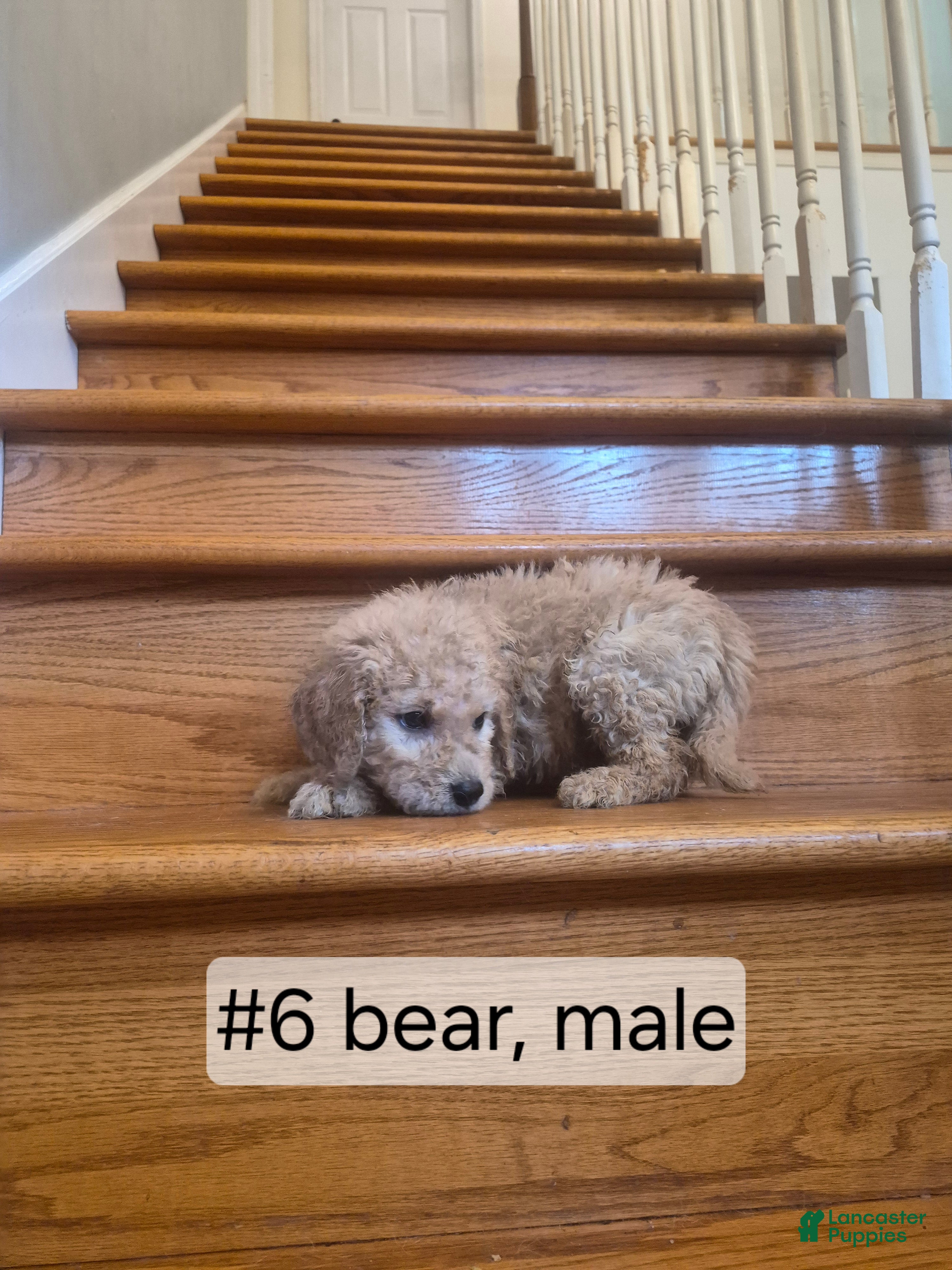 Goldendoodle dogs  Puppy 6 - Ad 1