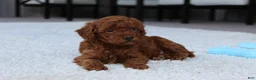 Toy Poodle dogs for sale: Ashton - Ad 8