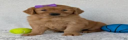 Golden Retriever dogs for sale: Miss Goldie  - Ad 10