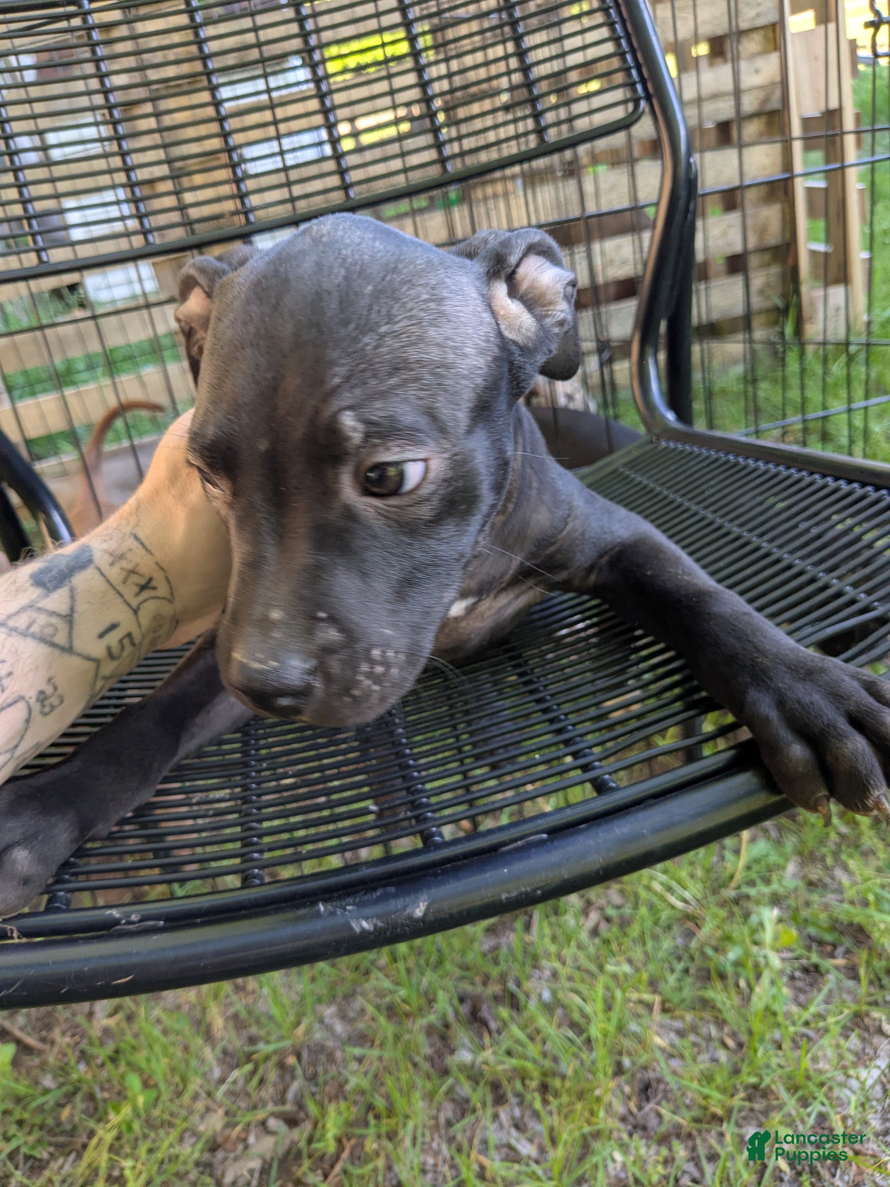 American Pit Bull Terrier dogs American Pit Bull Terrier 2 - Ad 4