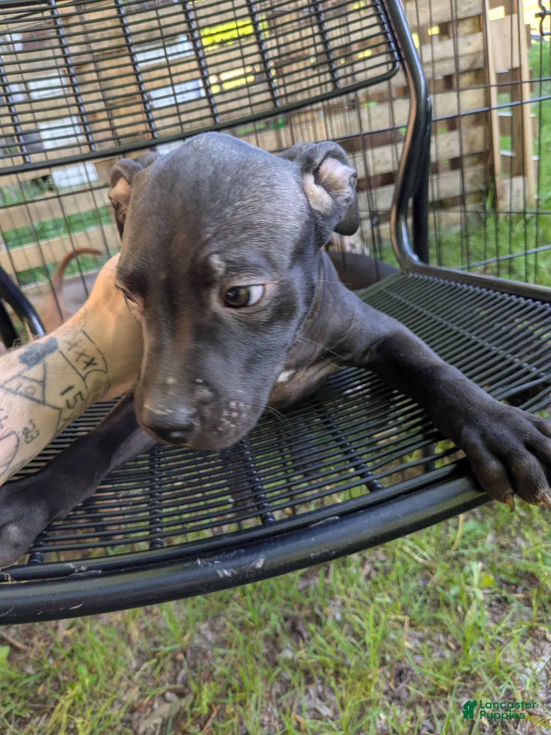 American Pit Bull Terrier dogs for sale: American Pit Bull Terrier 2 - Ad 1