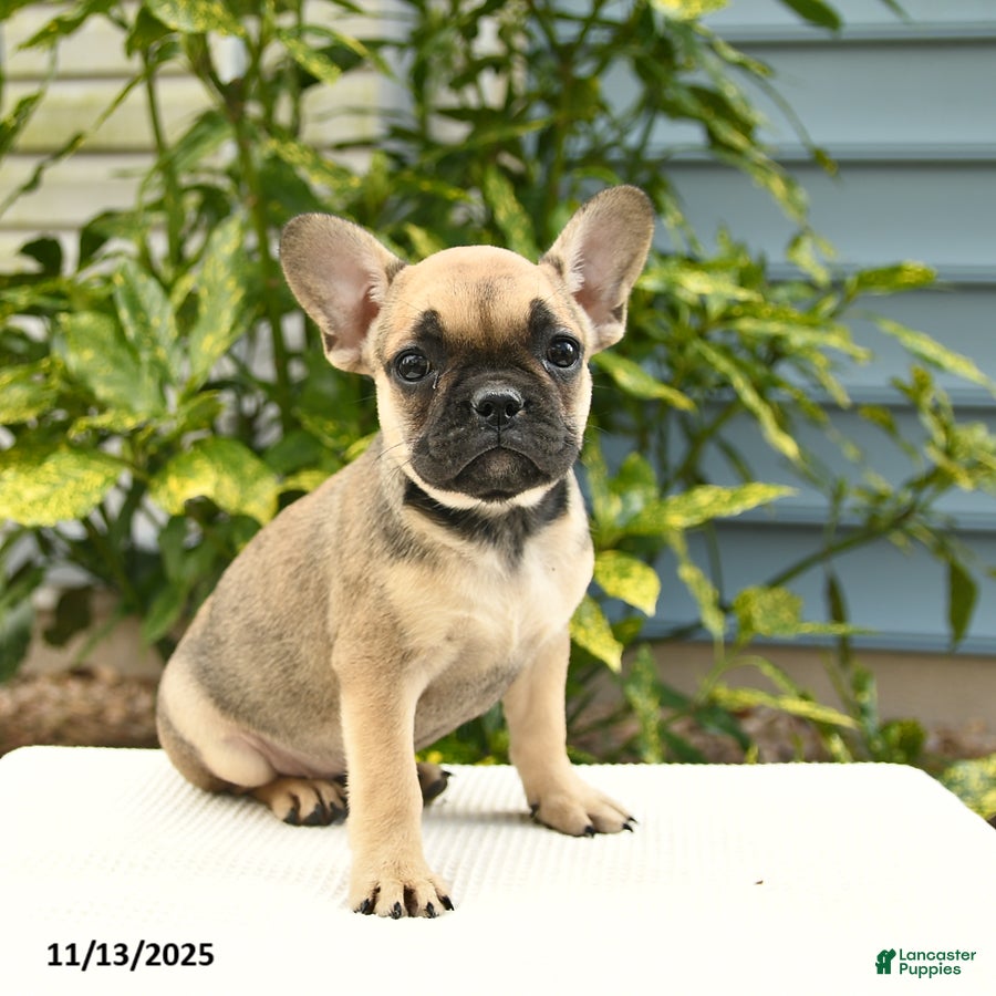 French Bulldog dogs Lena  - Ad 21