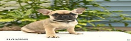 French Bulldog dogs for sale: Lena  - Ad 1