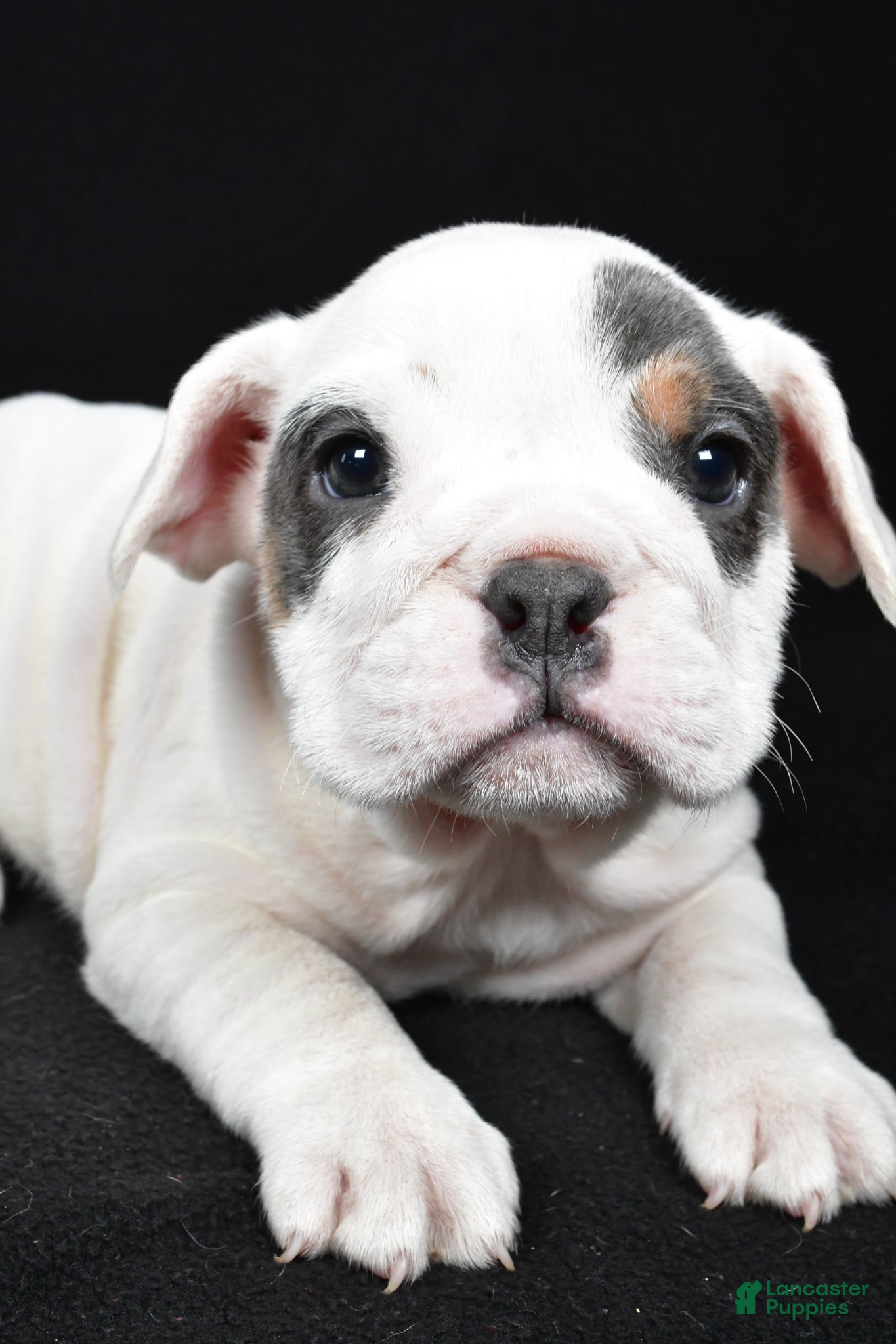 Beabull dogs Polly - Ad 2